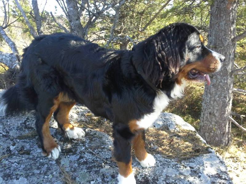 10276565_10152564818367018_1086305446_n