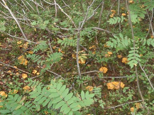 10615646_10152378742598095_1936370679281473957_n