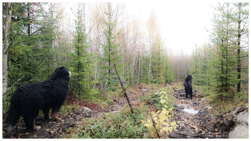 1425351_10152450457626274_2569136718698324159_o