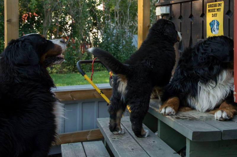 1836649_10152413787891274_665298035254320390_o