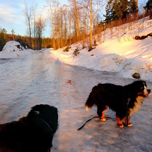 10968422_10152711508506274_5687003030716588315_n