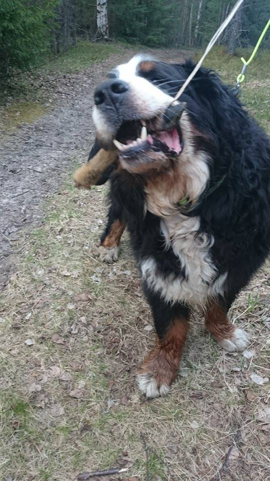 11267295_10152968410308095_474285707_n