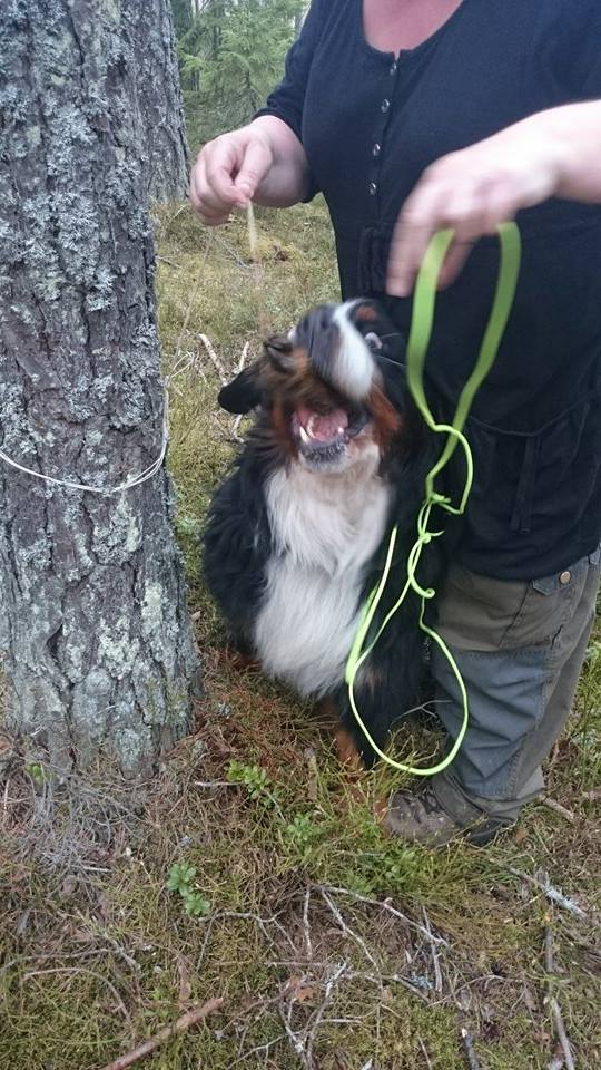 11291767_10152968408503095_1837194174_n