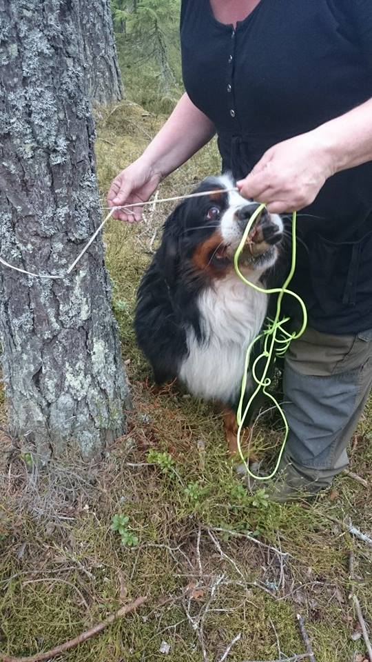 11304271_10152968408033095_1137522373_n