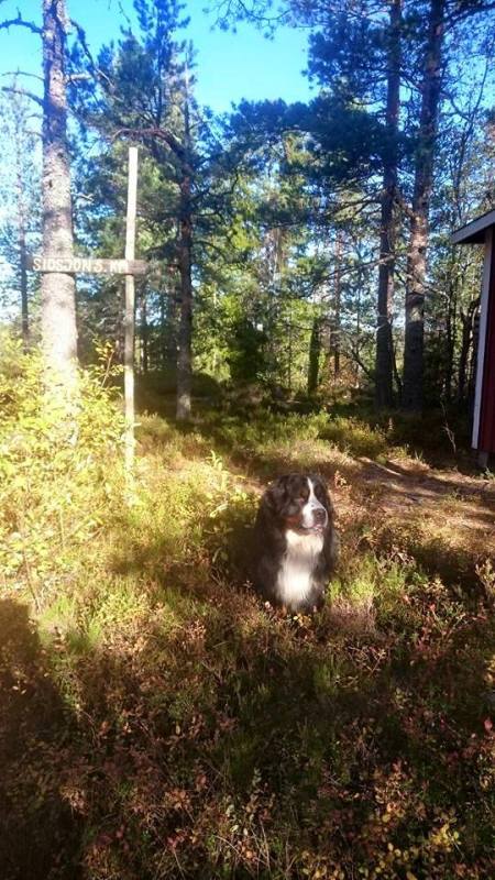 12109285_10153208956346274_3783436640084233790_n