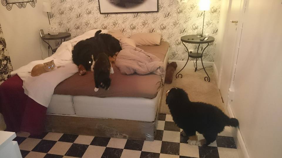 12994392_10153599485616274_7067476375965772625_n