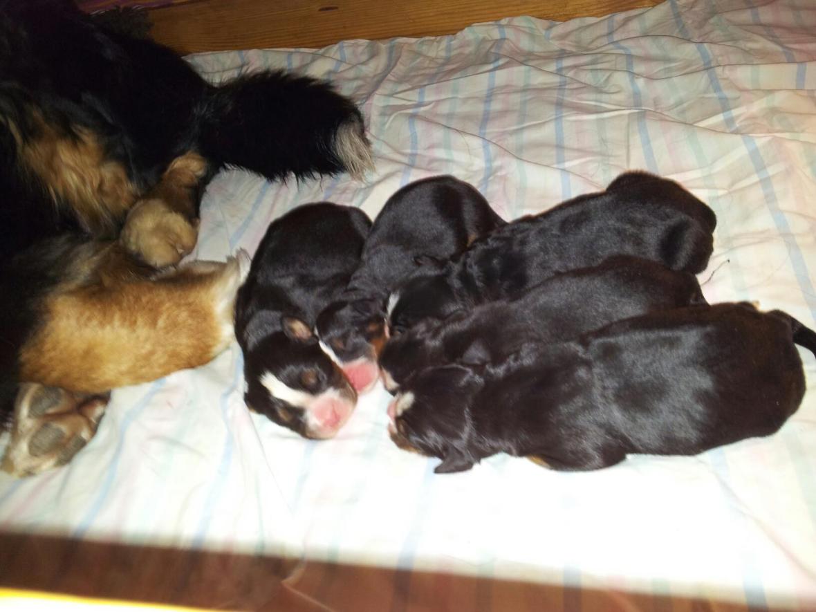 919685_247373148741845_216335511_o