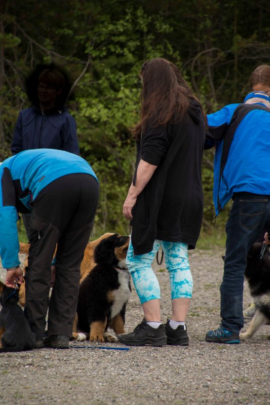 valpkurs 15 veckor10