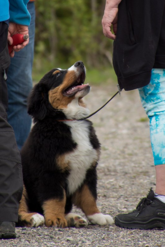 valpkurs 15 veckor11