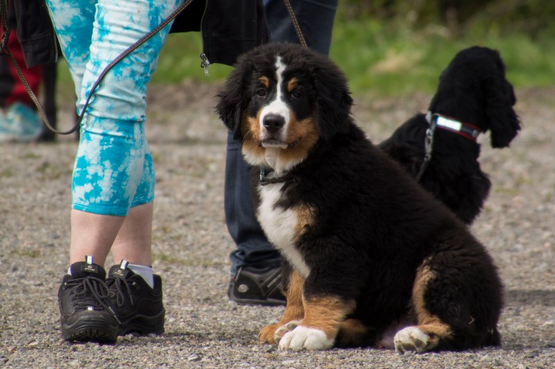 valpkurs 15 veckor12