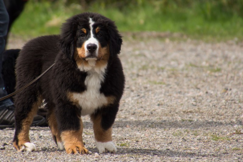 valpkurs 15 veckor13