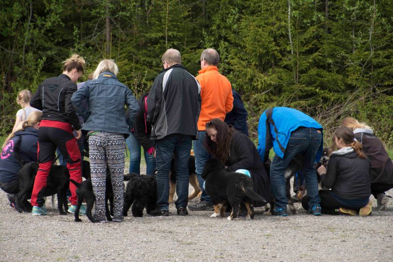 valpkurs 15 veckor15