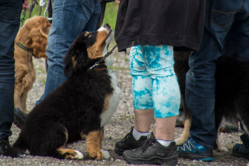 valpkurs 15 veckor16