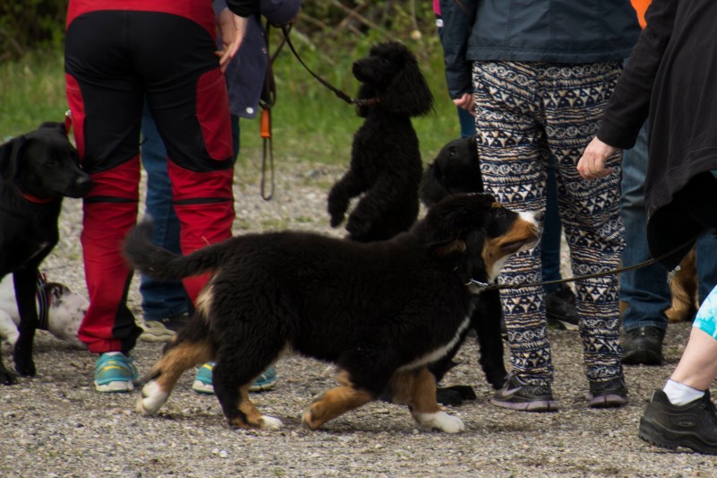 valpkurs 15 veckor18