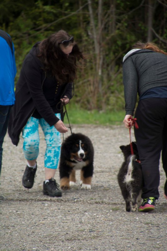 valpkurs 15 veckor20