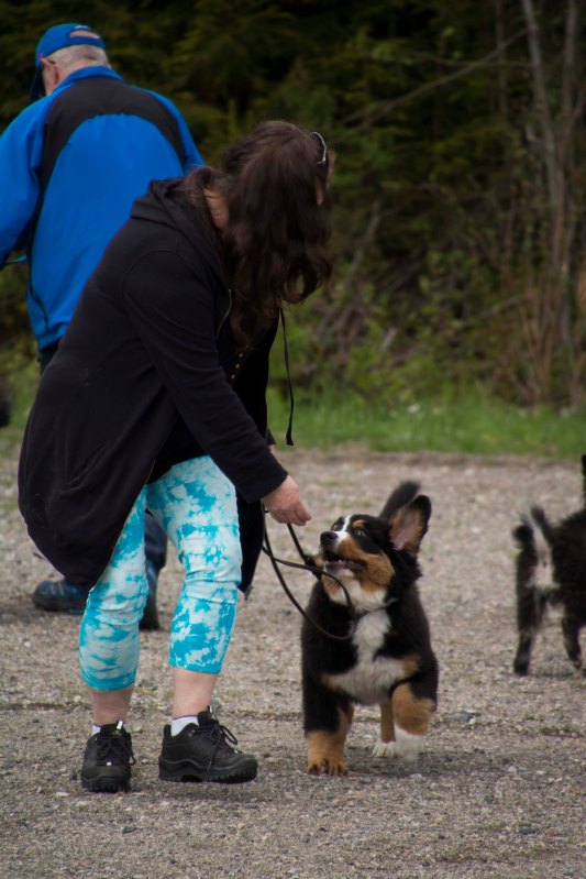 valpkurs 15 veckor21