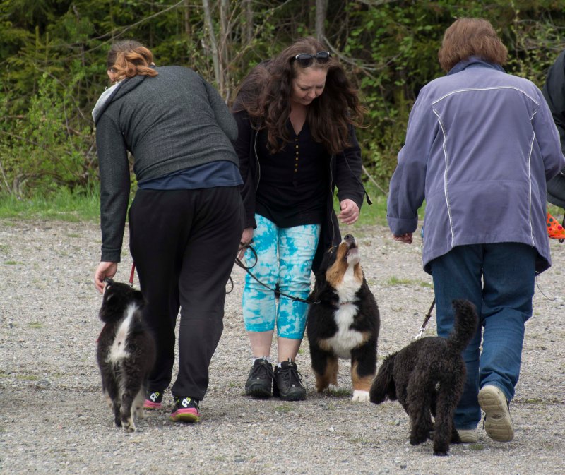 valpkurs 15 veckor22