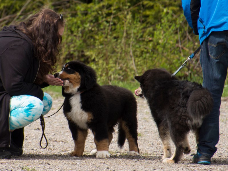 valpkurs 15 veckor26