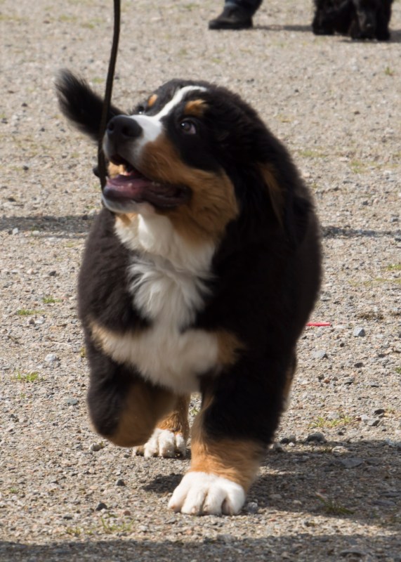 valpkurs 15 veckor28