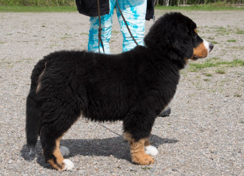 valpkurs 15 veckor29