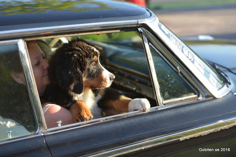 13321933_10153445082332522_3433845052185706572_n