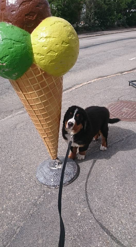 13510793_10153736403721274_302979095290665926_n