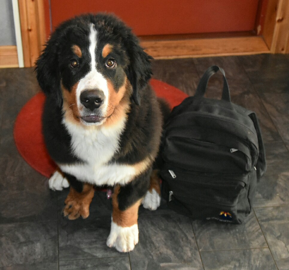 13575909_10153751294036274_2367811160733399692_o