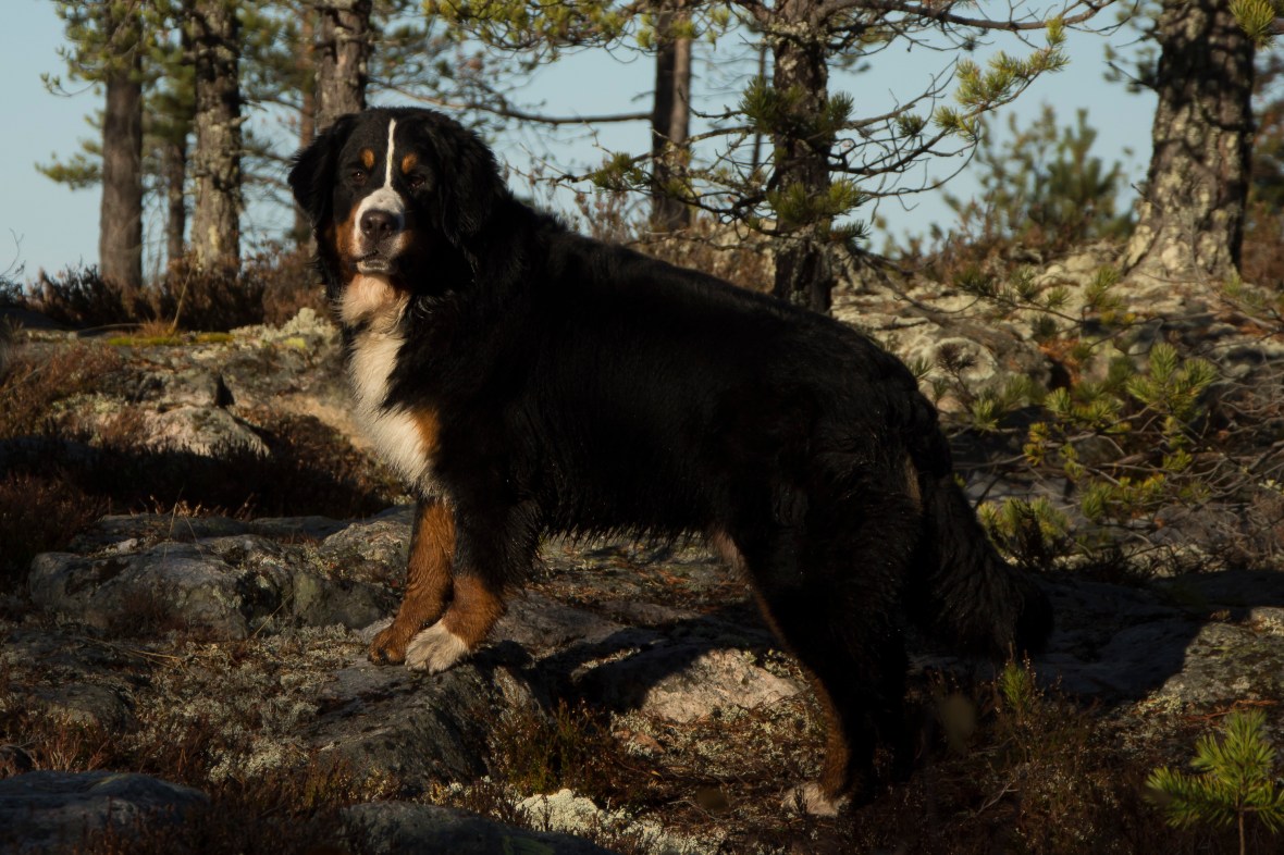 oktoberacu_6796_2295