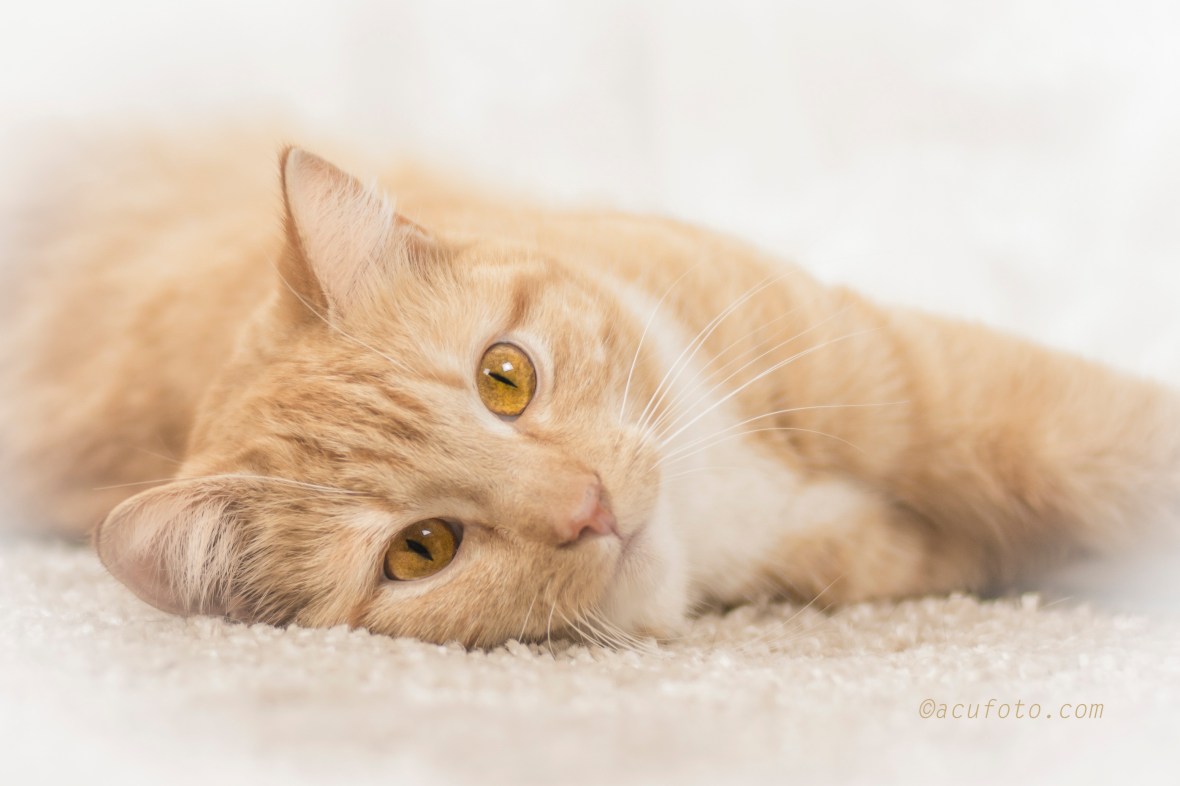 oktoberacu_6915_2402