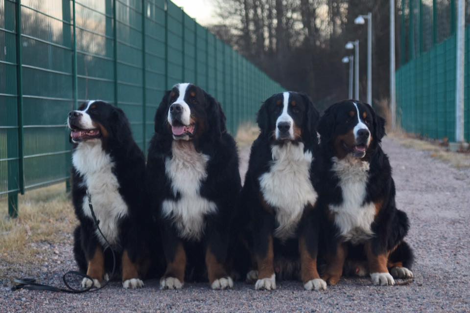 15400471_10206193537996485_8668149643605331021_n