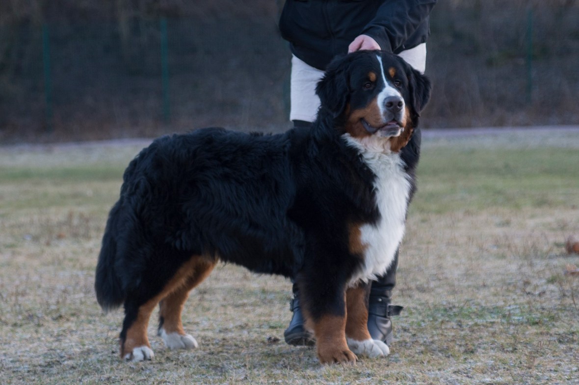 15515560_10206210590822795_668316832_o