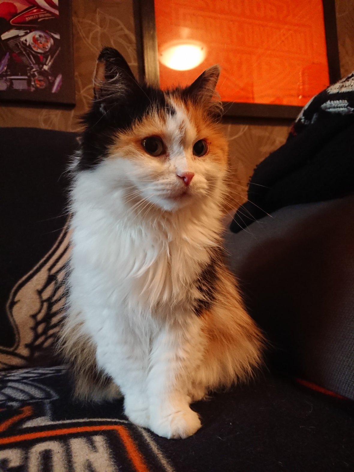 35225424_10155632838846274_459624074050535424_o